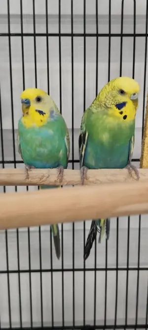  2x Vögel mit großen Käfig 