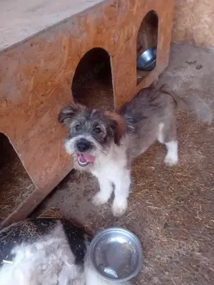 Süßmaus Dani sucht dringend sicheres Körbchen im Warmen Bild 4