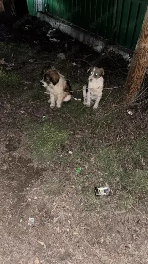 Süßmaus Dani sucht dringend sicheres Körbchen im Warmen Bild 6