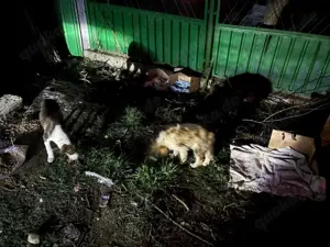 Süßmaus Dani sucht dringend sicheres Körbchen im Warmen Bild 7