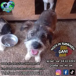 Süßmaus Dani sucht dringend sicheres Körbchen im Warmen