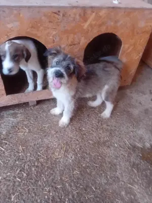 Süßmaus Dani sucht dringend sicheres Körbchen im Warmen Bild 3