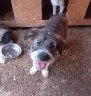 Süßmaus Dani sucht dringend sicheres Körbchen im Warmen Bild 2