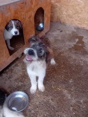 Süßmaus Dani sucht dringend sicheres Körbchen im Warmen Bild 5