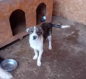 Welpenmädchen Davina wunscht sich eigenes Körbchen Bild 2