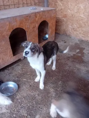 Welpenmädchen Davina wunscht sich eigenes Körbchen Bild 4