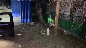 Welpenmädchen Davina wunscht sich eigenes Körbchen Bild 6