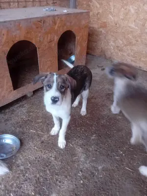 Welpenmädchen Davina wunscht sich eigenes Körbchen Bild 3