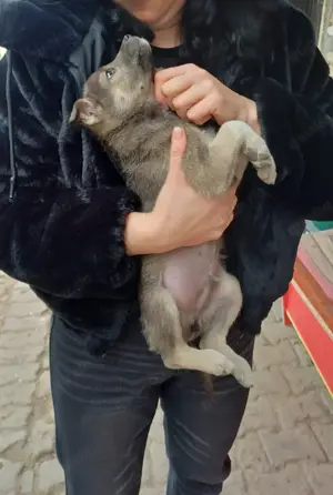 Taylor Swift - Welpenmädl sucht Heimat  Bild 3