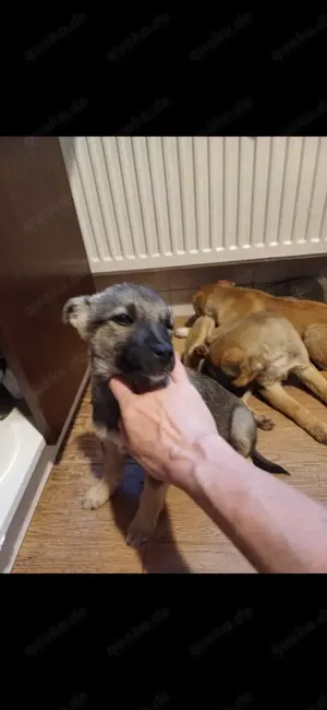 Taylor Swift - Welpenmädl sucht Heimat  Bild 4