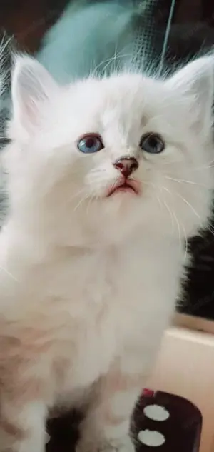 Sibirische Neva-Masquarade Kitten