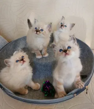 Heilige Birma Kitten 