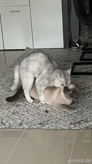 Wunderschöner Deckkater BKH Bild 4