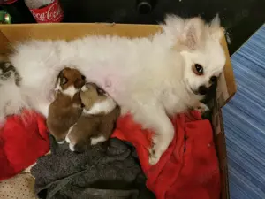 Pomeranian Welpen *28.02.2025