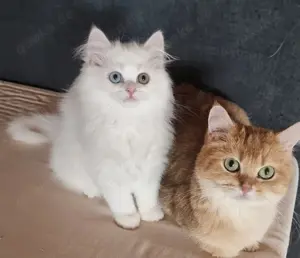 BLH Männchen odd eyed, reinrassig abgabebereit, geimpft und tierärztlich untersucht  Bild 5