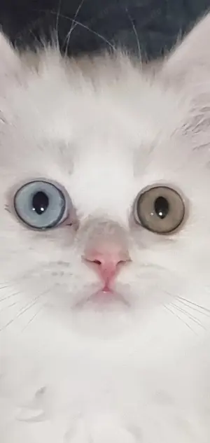  BLH Männchen odd eyed, reinrassig abgabebereit, geimpft und tierärztlich untersucht  Bild 2