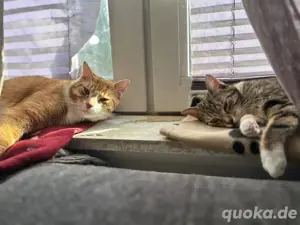 Ekh Katzen Geschwister 