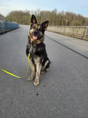 Tina sucht dringend ein neues Zuhause oder eine Pflegestelle 