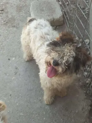 Mila wartet auf ein Zuhause