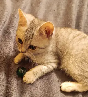 BKH-Kitten, reinrassig Bild 6