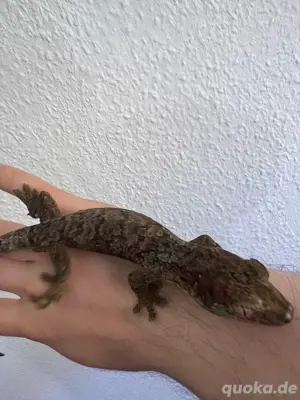 Mniarogekko chahoua
