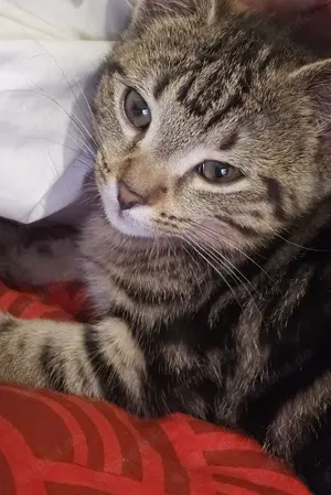 Bkh ekh kitte fast 5 Monate alt wegen allergie abzugeben 