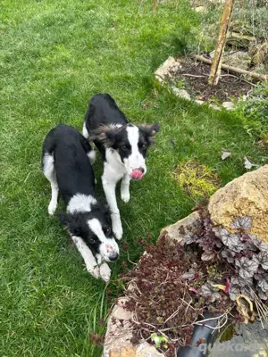 Border Collie mix zu verkaufen 