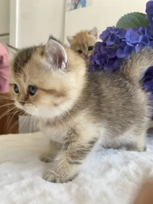 BKH  Kitten Junge black golden shaded britisch   kurzhaar Stammbaum 