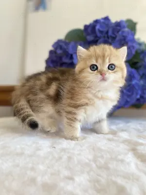 BKH Katze Kitten black golden tabby Stammbaum