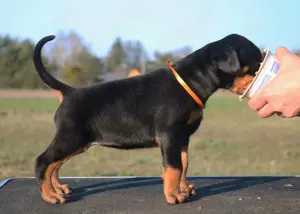 Amerikanische Linie Dobermann Welpen FCI