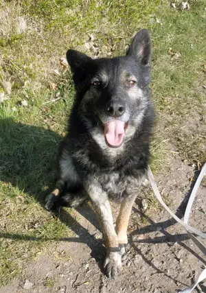 Unser Hundeseelchen Luke sucht seine Menschen fürs Leben