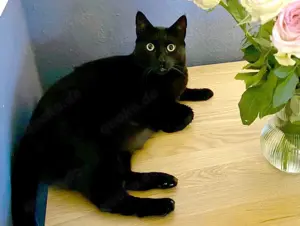 Kiki, 9 Jahre - Europäisch Kurzhaar - Tierhilfe Franken e.V. Bild 4