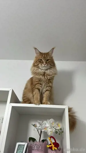 Deckkater Maine Coon