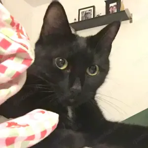 Luna, 9 Jahre - Europäisch Kurzhaar - Tierhilfe Franken e.V.