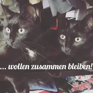Kiki, 9 Jahre - Europäisch Kurzhaar - Tierhilfe Franken e.V. Bild 2