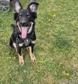 Schäferhund mix rüde