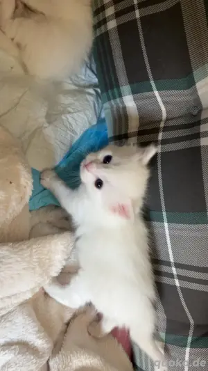 van katzen kitten 