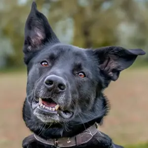 Coni, 4 Jahre - Mischling - Tierhilfe Franken e.V.