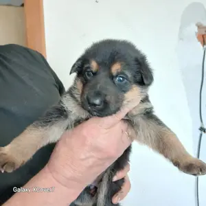 Schäferhundwelpen