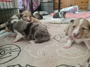 American-Collie Welpen