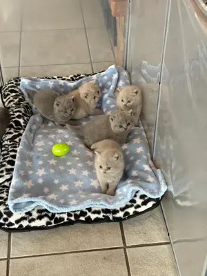 BKH Kitten suchen liebevolles Zuhause 