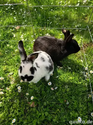 Hasen Hasenjunge 6 Monate männlich weiblich