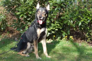 Skylo, 5 Jahre - Mischling - Tierhilfe Franken e.V.
