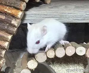 Süße Rennmaus Babys, abgabebereit 