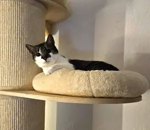 FIV positive Schmusekatze Bebe sucht das Glück