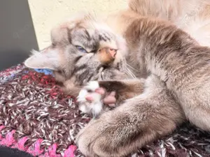 Deckkater   Heilige Birma