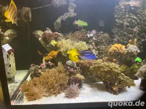 RedSea Reefer 525XL Meerwasserbecken komplett