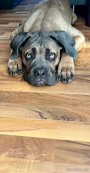 junger Cane Corso formentino rüde