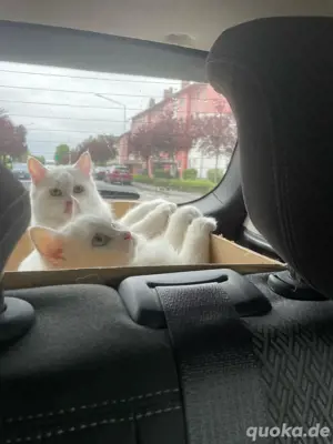 türkische angore katzen 