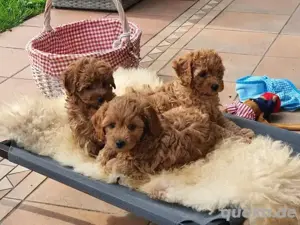 Super Maltipoo mini welpen